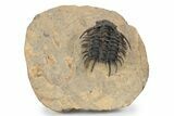 Spectacular Spiny Odontopleurid (Proceratocephala) Trilobite #241206-5